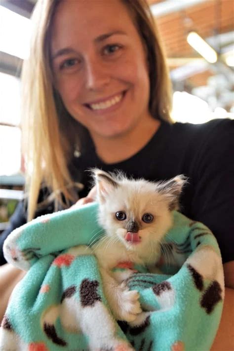 Featuring inspiring stories and adoptable animals! Kitten Crashers - San Diego Humane Society Introduces ...