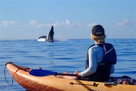 Kihei Private Kayak And Whale Watching Morning Tour 2024 Maui