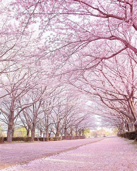 Pin By Chau Nguyen On Scapes In 2020 Beautiful Tree Cherry Blossom