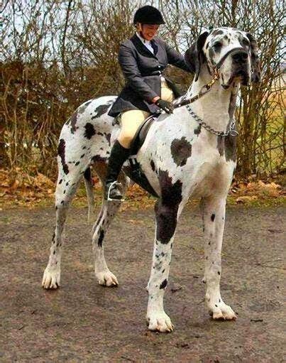 5 Biggest Dogs You Have Ever Seen I Have A Great Dane Fortunately