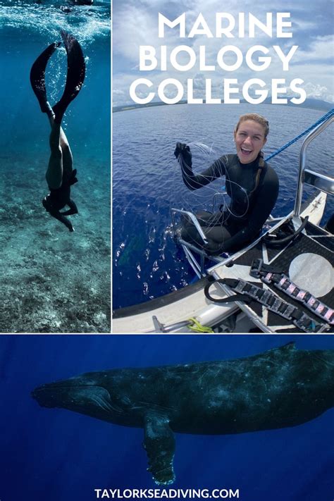 Marine Biology College How To Pick What Is Marine Biology Marine