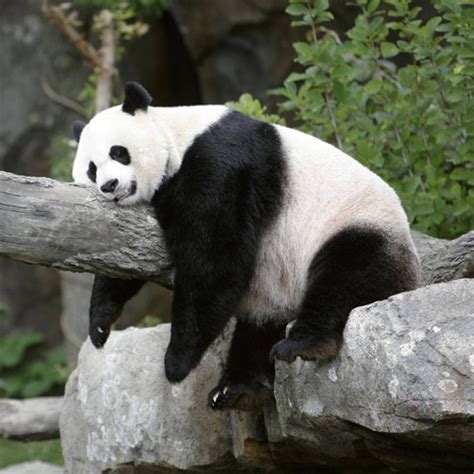 Pandas Slide Play Pandas Slide Online For Free Now