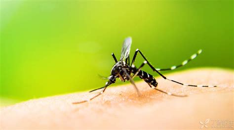 Its Getting Warm Be Careful That Mosquitoes Spread These 6 Diseases