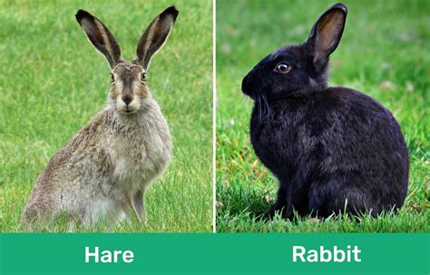 Hare Vs Rabbit Whats The Difference With Pictures Pet Keen