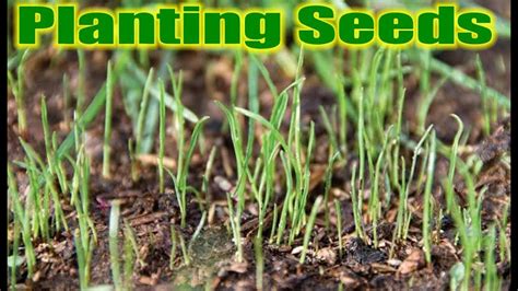 Planting Grass Seeds For The Spring Youtube