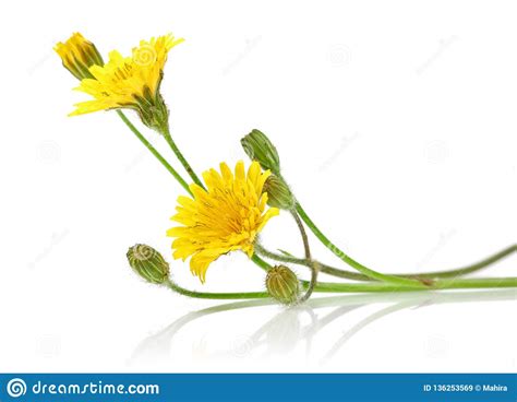 Dandelion Flowers On White Background Stock Image Image