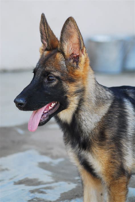 German Shepherd Puppy Taylor Made Working Dogs