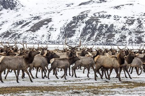 Jackson Holes Largest Elk Herd Grows After Slow Hunt