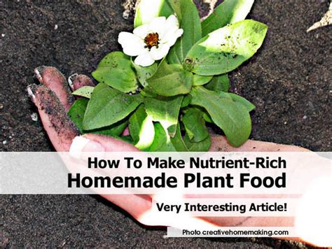 If you are curious to know about this then in this article, we will explore that how plants produce their own food, so read the article till the end. How To Make Nutrient-Rich Homemade Plant Food