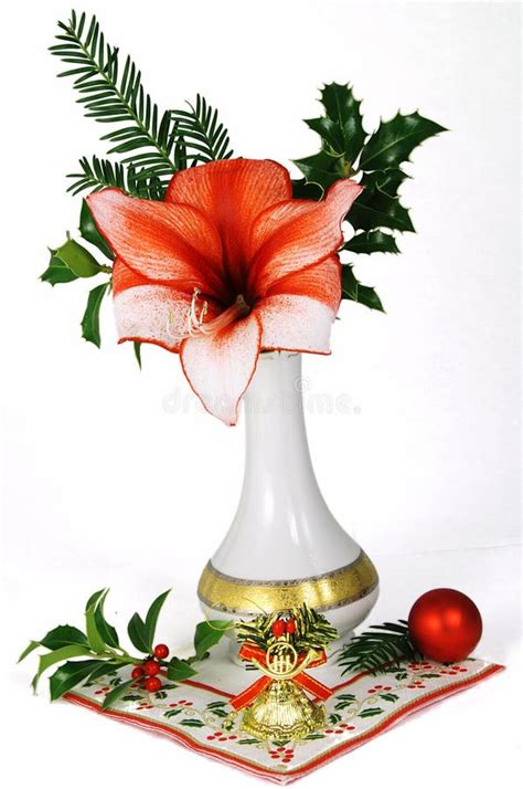 Christmas Flower Stock Photo Image Of Season Needle 3766544