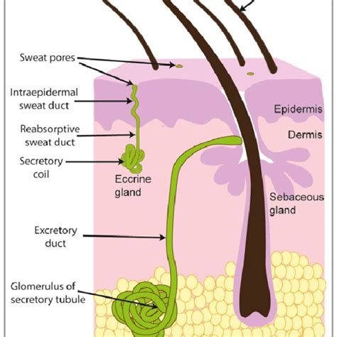 Eccrine Sweat Glands On Body