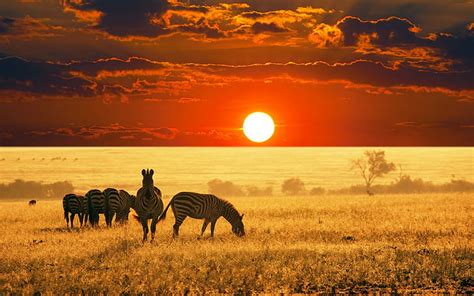 Hd Wallpaper Herd Of Zebras Animals The Sun Landscape Savannah