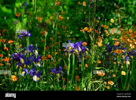 Geum Totally Tangerineiris X Hollandica Mystic Beautydutch Iris