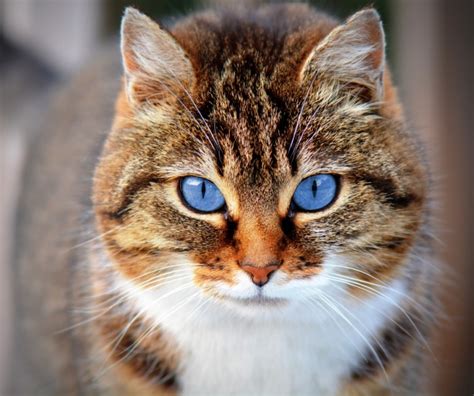 Cat With Blue Eyes Free Stock Photo Public Domain Pictures
