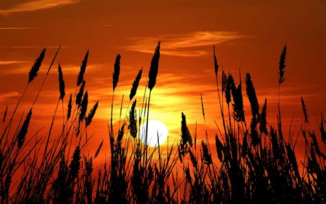Grass Silhouette Sunset Free Stock Photo Public Domain Pictures