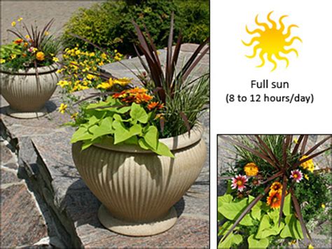 Mar 18, 2021 · chamomile is an easy plant to grow in full sun with little to no maintenance—so much so that it can become an invasive weed. Fernlea Flowers Ltd. - Container Garden Recipe 9