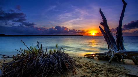 Beautiful Ocean Waves View Beach Sand Tree Trunk Under Blue White