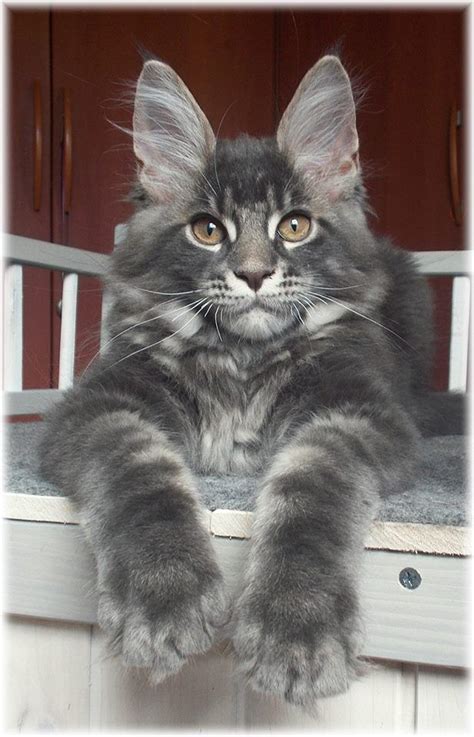 3750 Best Maine Coon Cats Images On Pinterest Kitty Cats