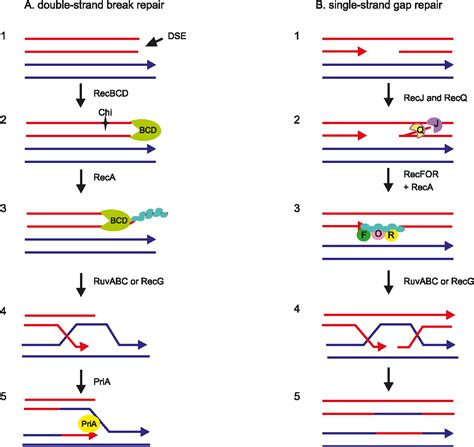 PDF Bacterial DNA Repair Genes And Their Eukaryotic Homologues The Role Of Recombination