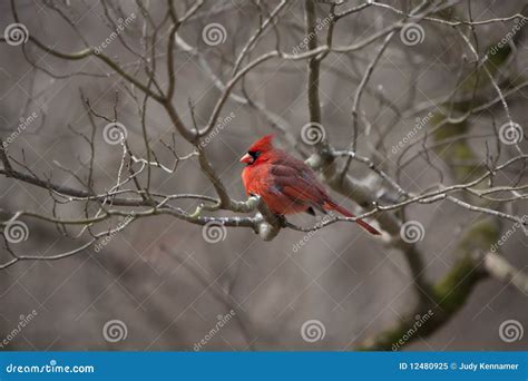 Male Cardinal In Bare Tree Stock Image Image Of Biology 12480925