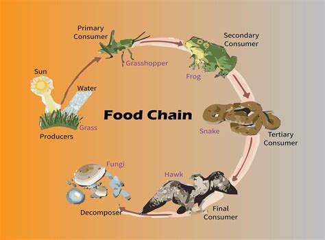 What Is The Correct Food Chain In Grasslanda Grass Snake Insect Deer