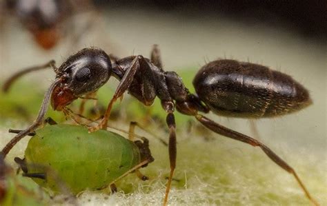 Identifying White Footed Ants West Palm Beach Fl Empire Pest Defense