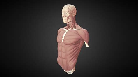Torso Study 2017 Muscles 3d Model