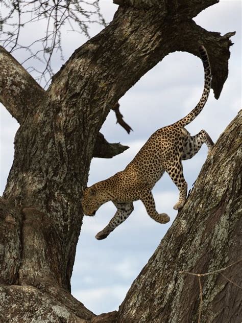 Serengeti National Park Tanzania African Leopard On A Tree Central