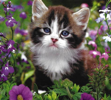 Adorable Fluffy Kitten Amongst The Flowers Aww Kittens Cutest