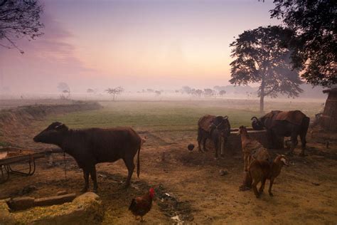 Agritourism 18 Farmstays In India To Get Back To Nature
