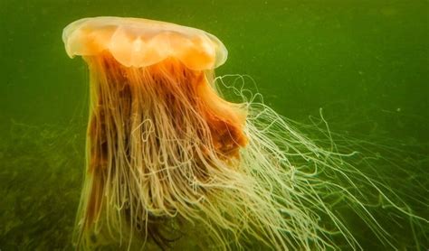 The Worlds 9 Largest Jellyfish A Z Animals