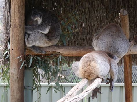 Koalas Zoochat