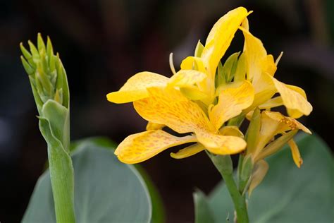 Canna Tropical Yellow Bbc Gardeners World Magazine