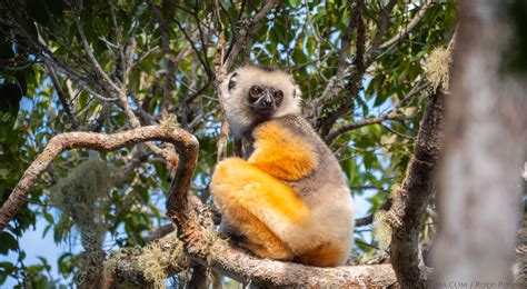 Lemurs Of Madagascar Sifakas Aqua Firma Wildlife And Travel