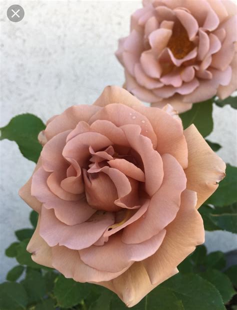 Unusual Dusky Roses — Bbc Gardeners World Magazine