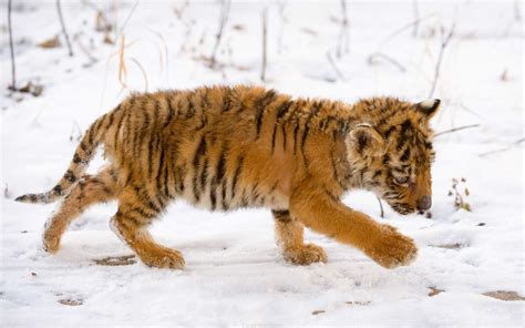 Wallpapers Hd Snow Tiger Cub