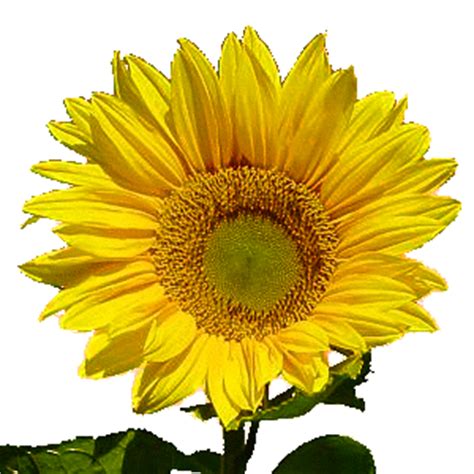 Sekalipun menjadi simbol kesetiaan, bunga matahari tidak merujuk pada hubungan romantis namun lebih mengarah pada hubungan persahabatan. Bunga-bunga yang kerap dijadikan sarana untuk menyatakan ...