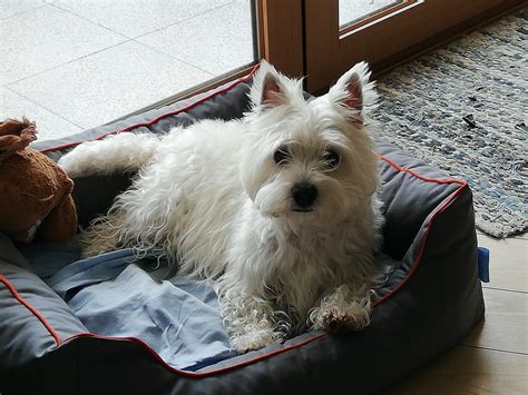 Chienne Westie Cherche Durgence Un Joli Mâle Uncompagnonfr