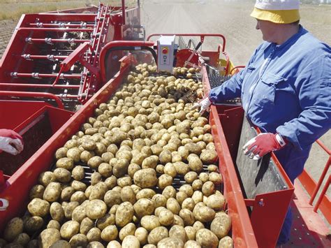 Potato Harvester 8090 Rb45 55 Imac Srl Trailed 1 Row