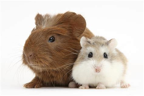 Guinea Pig And Hamster Photograph By Mark Taylor Pixels