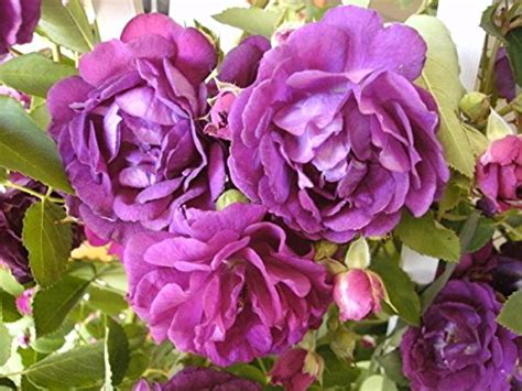 Top 10 Kletterrose öfterblühend Rosensamen And Pflanzen