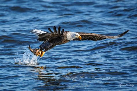 Eagle Fishing Ii By Rhcheng On Deviantart Eagle Fish Bald Eagle