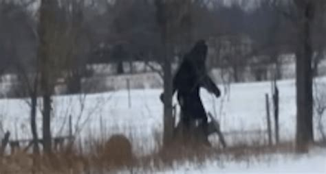 5 Jaw Dropping Potentially Credible Bigfoot Sightings Video