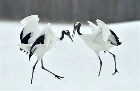 Danse Nuptiale Grue Japonaise Photographie Lifethree3 8851660