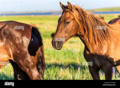 Wild Horses Grazing On Summer Meadow Stock Photo Alamy