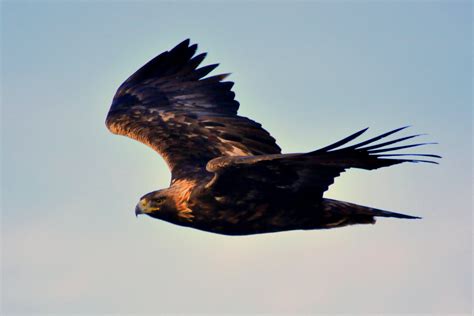 Golden Eagle In Flight