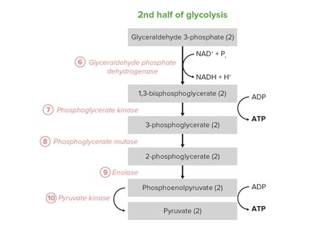 Glykolyse Schritte Reaktion Regulation Lecturio