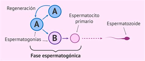 Fase Espermatogónica En La Producción De Espermatozoides