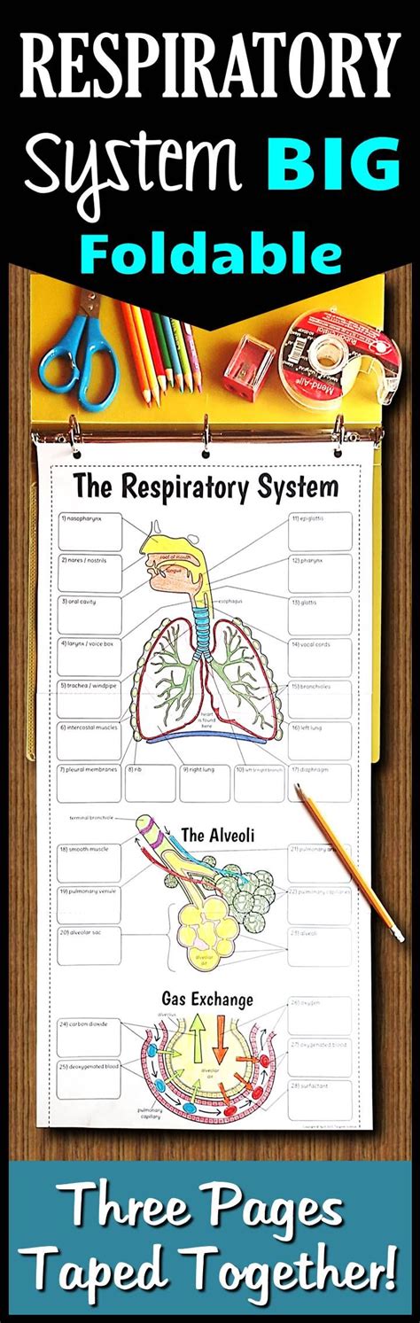 Respiratory System Foldable Big Foldable For Interactive Notebooks Or