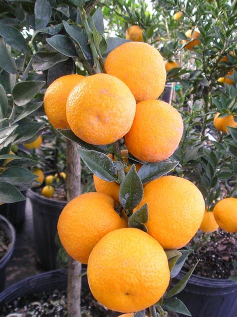 Chinotto Sour Orange Tree Just Fruits And Exotics